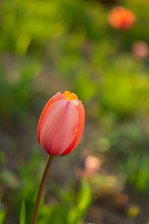 Imagine de stoc gratuită din a închide, blur background, floare