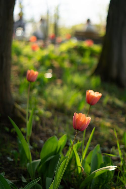 Tulips in Park