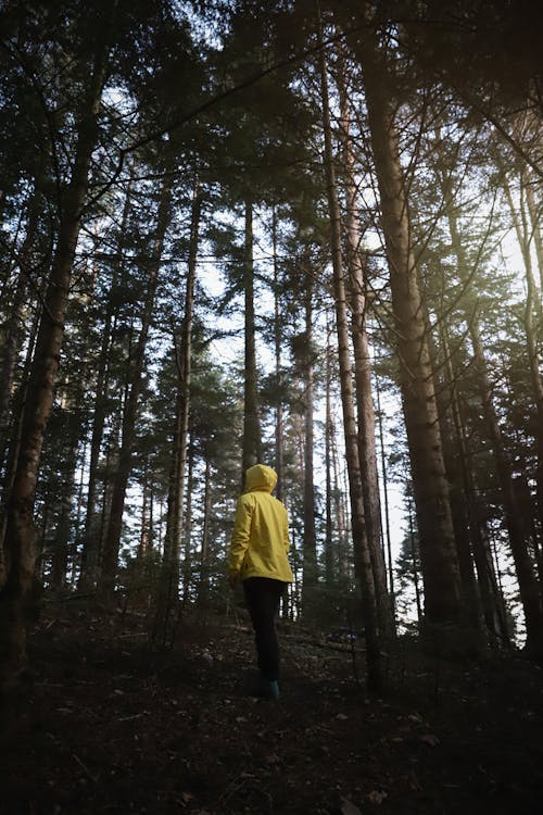 Back view of distant unrecognizable person in yellow jacket with hood standing in forest amidst tall trees with green foliage