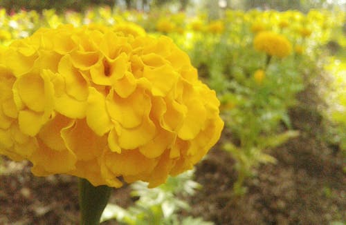 Immagine gratuita di bellezza dei fiori, bellezza naturale e montagna, bellissima alba