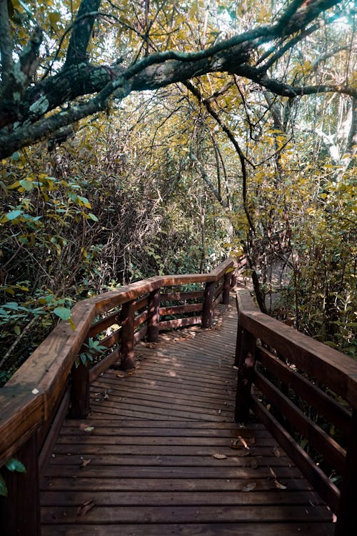 Immagine gratuita di alberi, in legno, natura