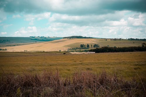 Fotos de stock gratuitas de arboles, fondo de pantalla, llanuras