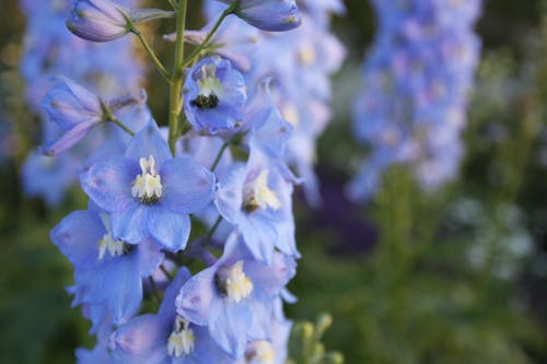 Free stock photo of blooming flowers, blossoms, blue flower Stock Photo