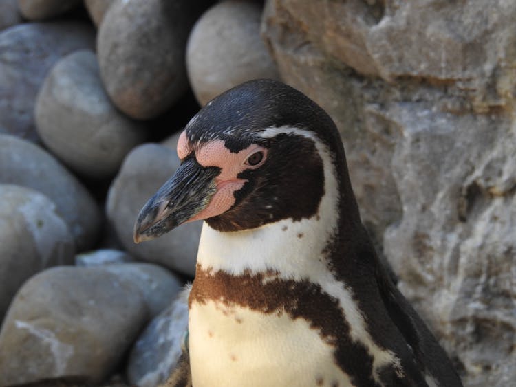 Close-up Shot Of A Humboldt Penguin