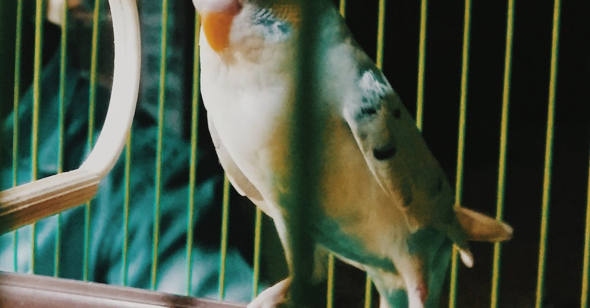 Free stock photo of blur, parrot, white bird