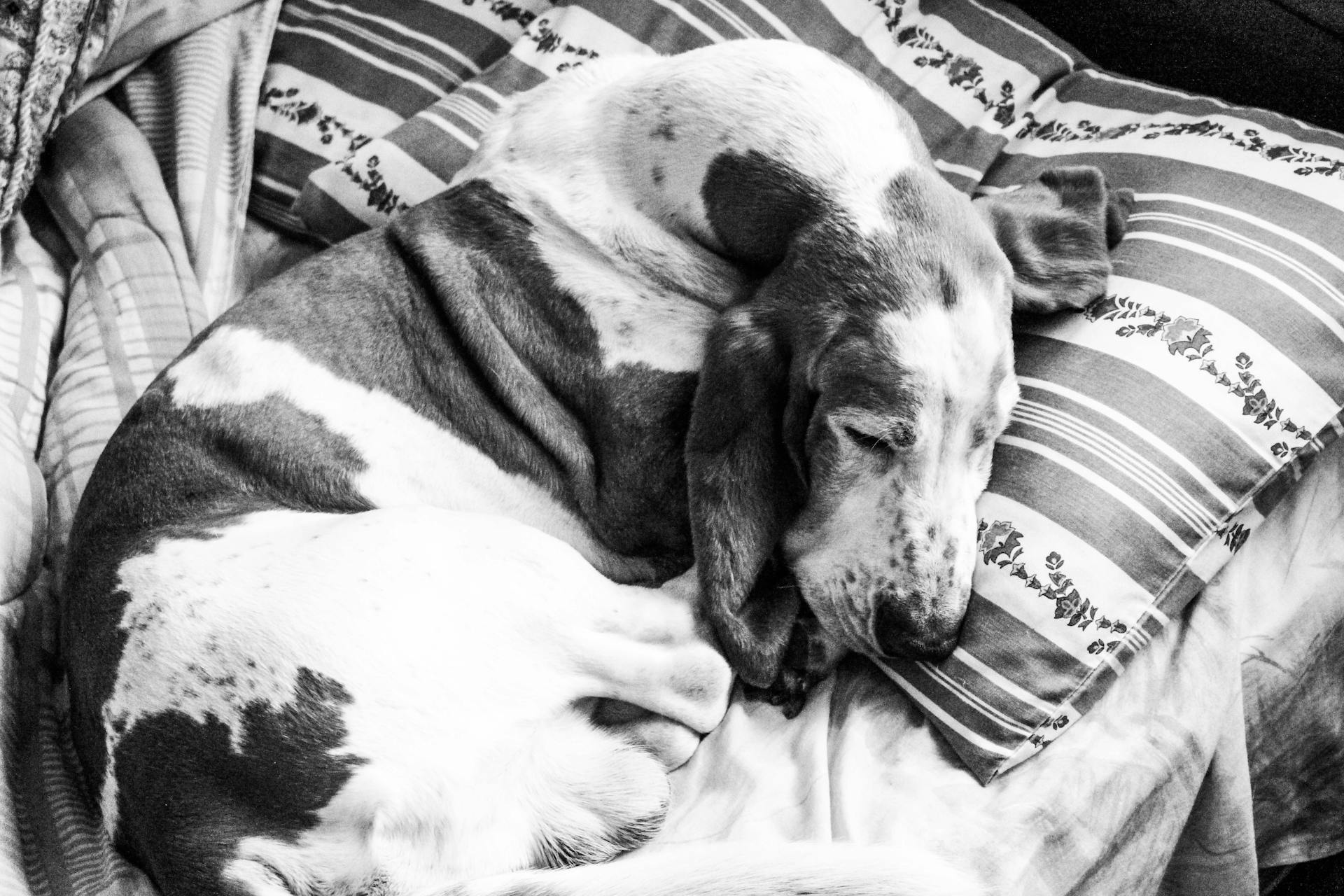 Fotografie in grijsschaal van een slapende bassethound