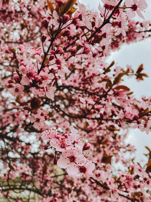 Close-up of Cherry Blossoms