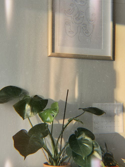 달력, 몬스터 잎, 몬스테라의 무료 스톡 사진