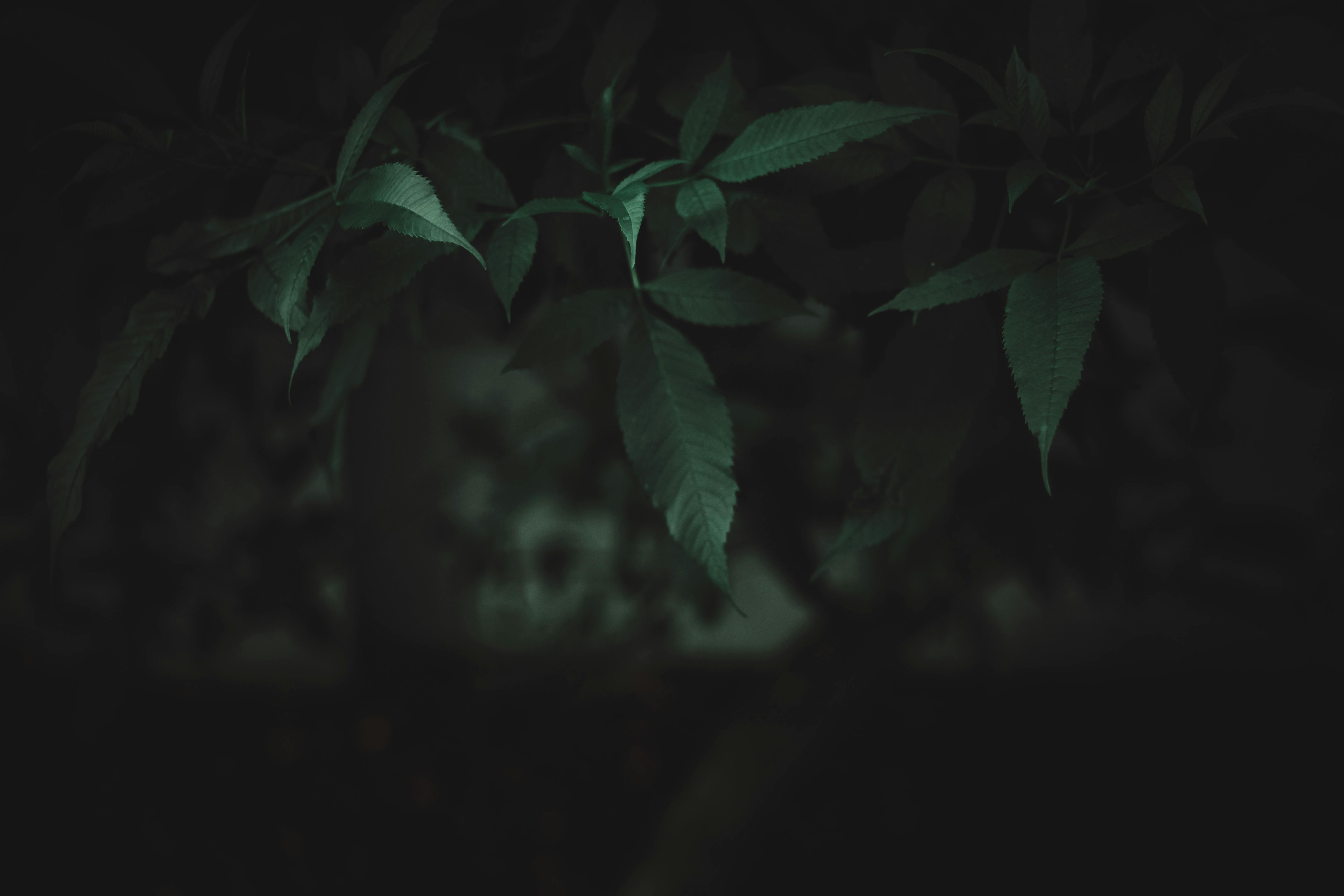 Dark Naturalism Wallpapers HD APK for Android Download