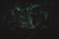 黑暗中绿叶的特写，喜怒无常地展现了大自然的宁静之美