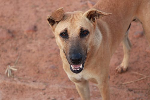 A Cute Brown Dog Looking