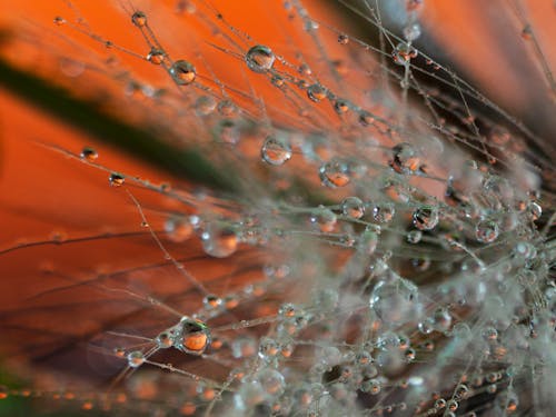 Free stock photo of beauty of nature, dewdrops, macro photography Stock Photo