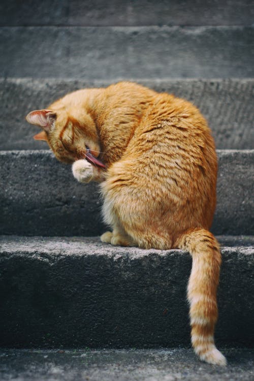 Ginger Cat on Stairs