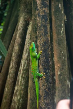 Green gecko climbing a tree