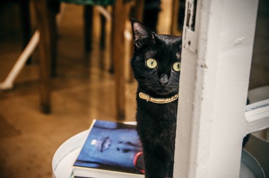 一只好奇的黑猫戴着金项圈，在室内环顾着一扇白色的门