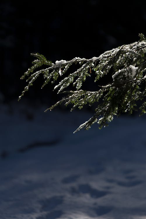 Photo of Pine Tree Leaves With Snow
