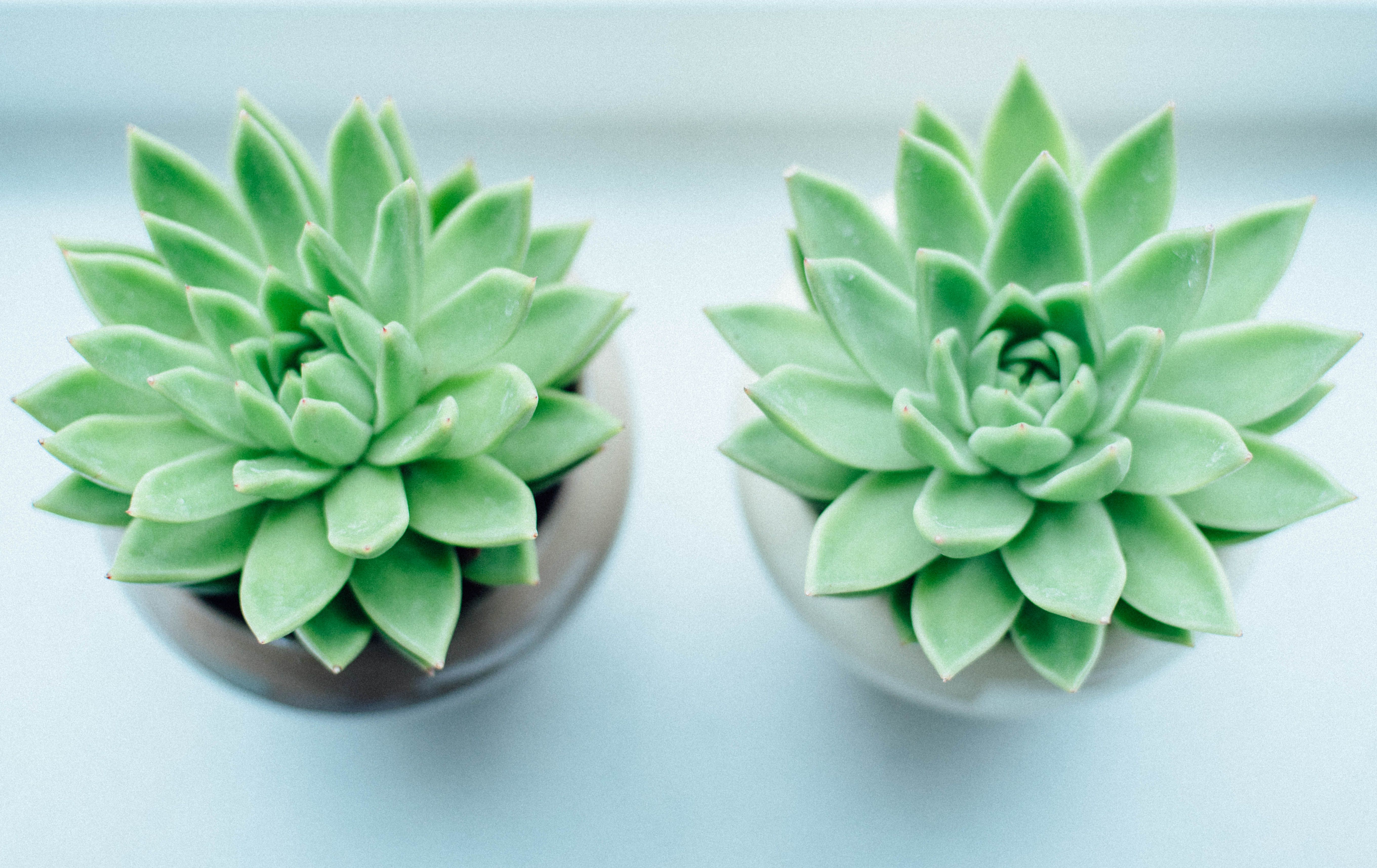 Two green succulent plants in ceramic pots viewed from above, showcasing their vibrant leaves.