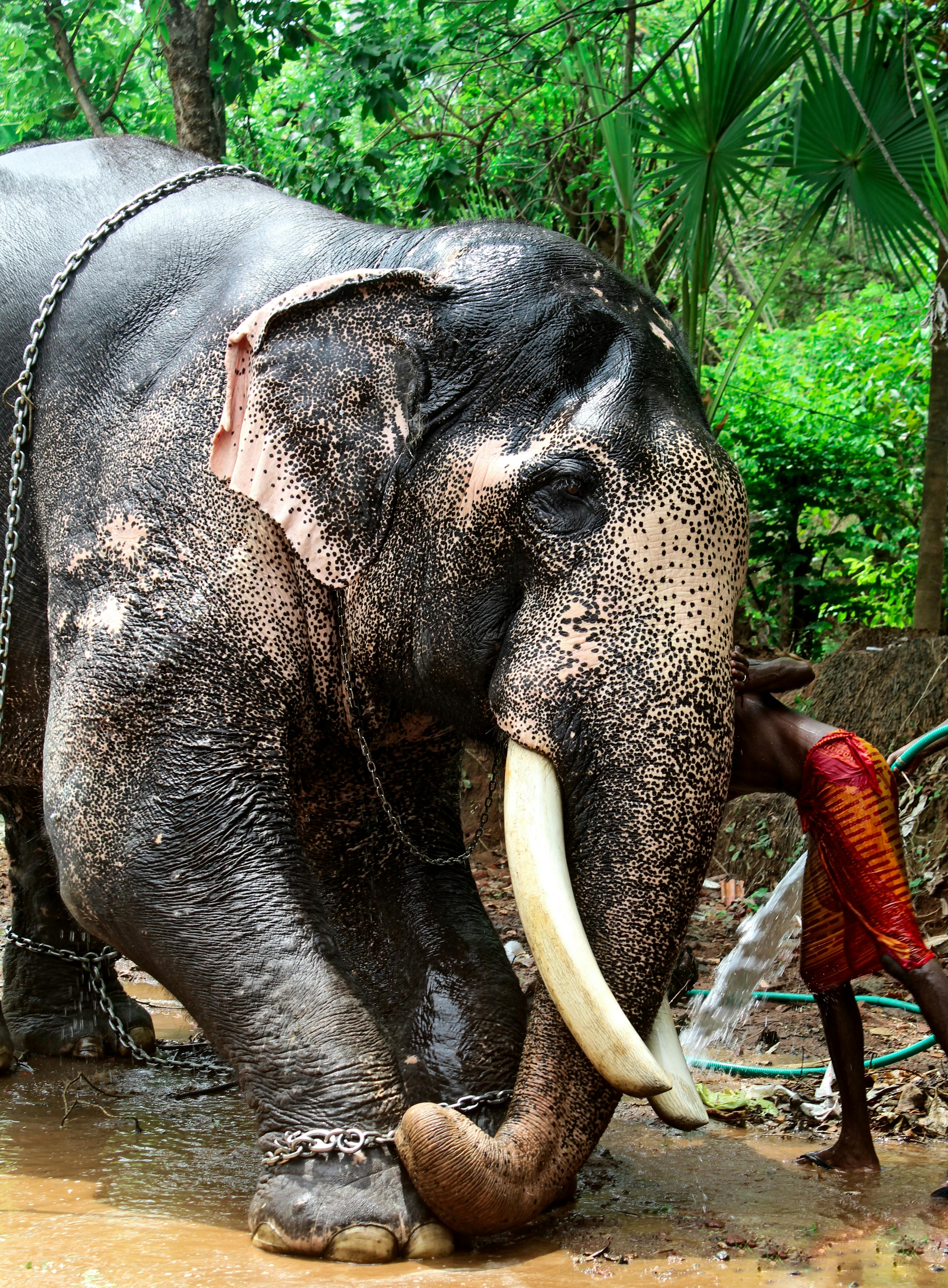 4,425 Kerala Elephant Images, Stock Photos & Vectors | Shutterstock