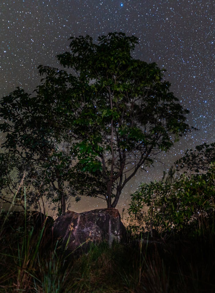 Trees With Night Sky And Stars In The Background