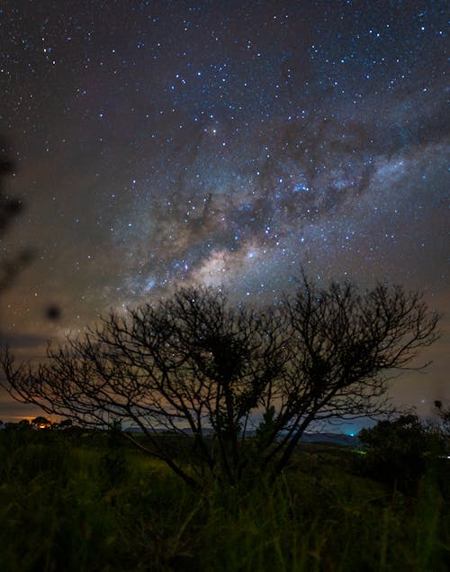 Free Stars over Trees at Night Stock Photo