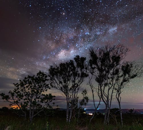 Free Trees Under the Starry Night Sky  Stock Photo