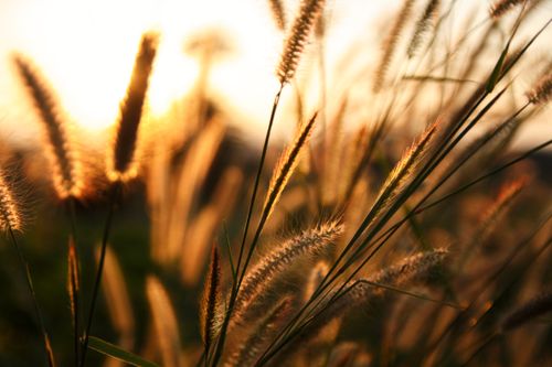 Free Close-up of tall grass illuminated by warm sunlight during sunset in a rural setting. Stock Photo