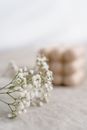 White Flowers on Gray Sand