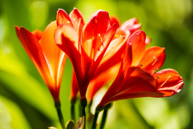 
A Close-Up Shot Of A Bush Lily