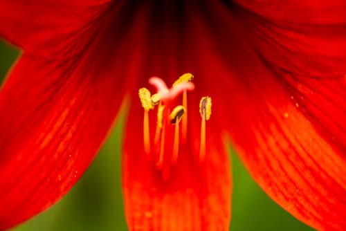 Macro Shot of Red Flower