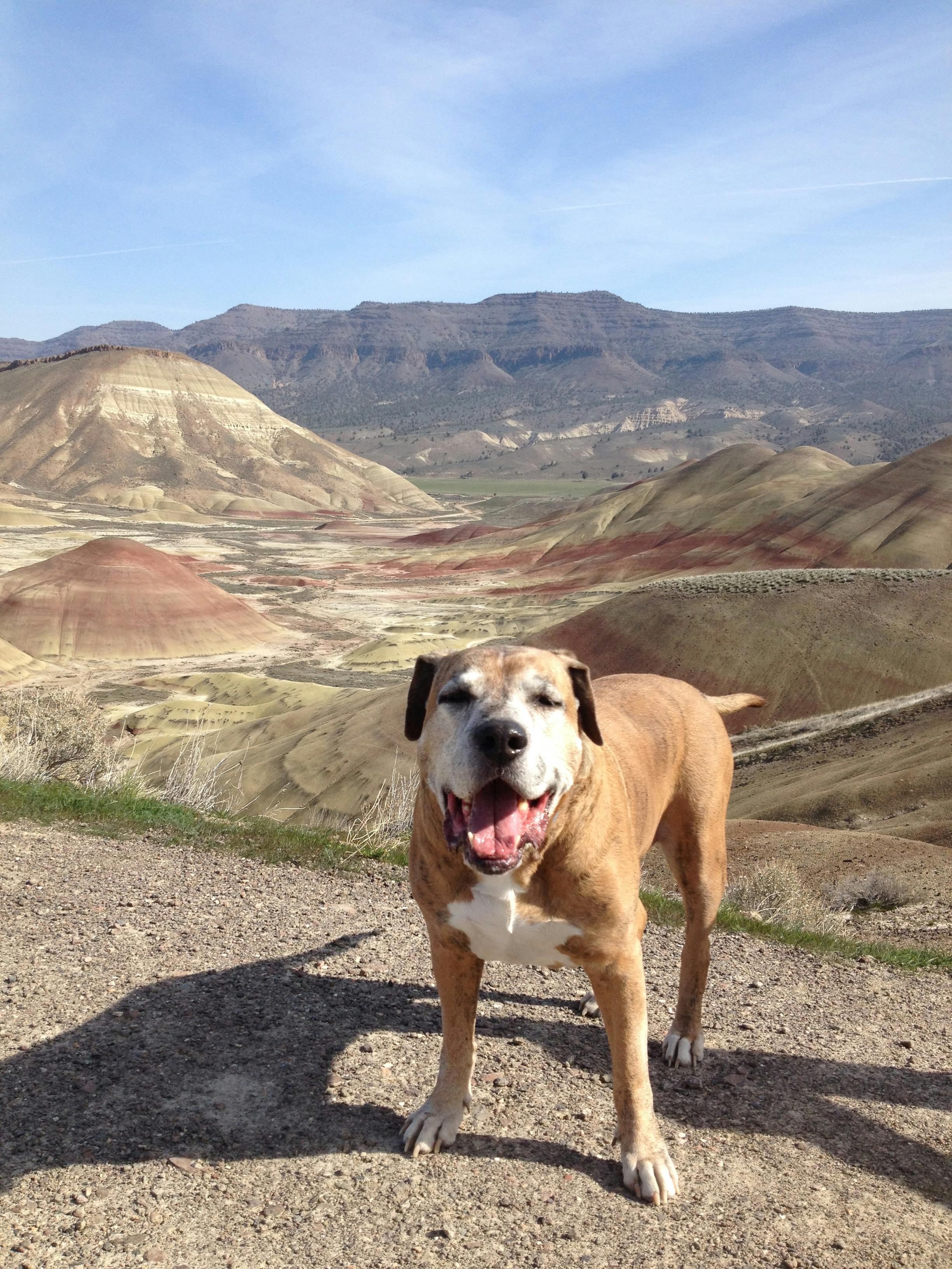 Free stock photo of dog, Joe Leineweber, Painted Hills