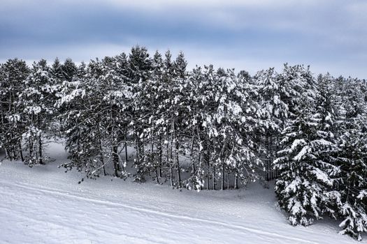 A serene winter landscape of a snow-covered forest in Plainview, Minnesota, perfect for seasonal and nature-themed projects.
