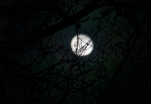 Foto stok gratis bayangan, bulan, bulan purnama