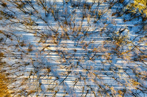 Foto d'estoc gratuïta de arbres, àrid, foto des d'un dron