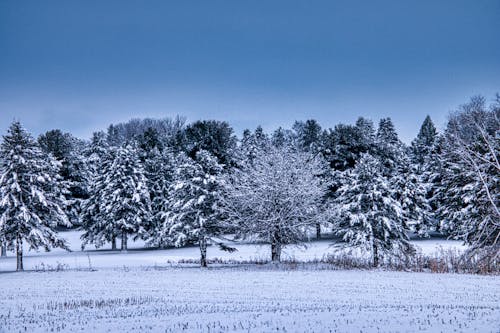 Fotos de stock gratuitas de arboles, congelando, cubierto de nieve