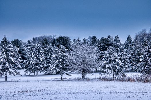 Tranquil winter scene of snow-covered pine trees in Plainview, Minnesota.