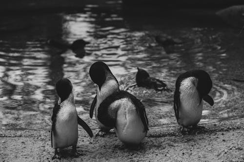 Fotos de stock gratuitas de aves, aviar, blanco y negro