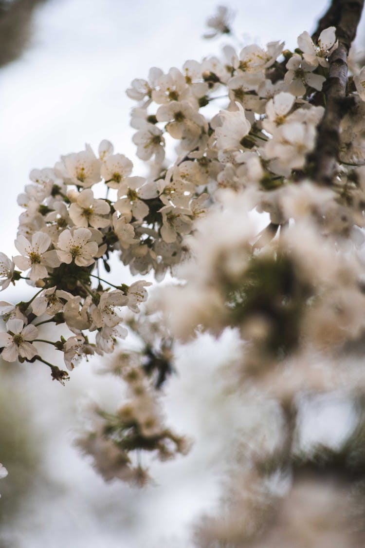 White Flowers On Tree Branch