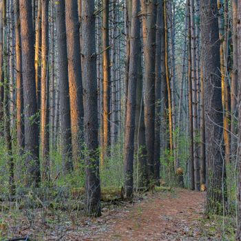 Discover a serene forest scene featuring tall trees and a winding path, perfect for nature enthusiasts.（イメージ）