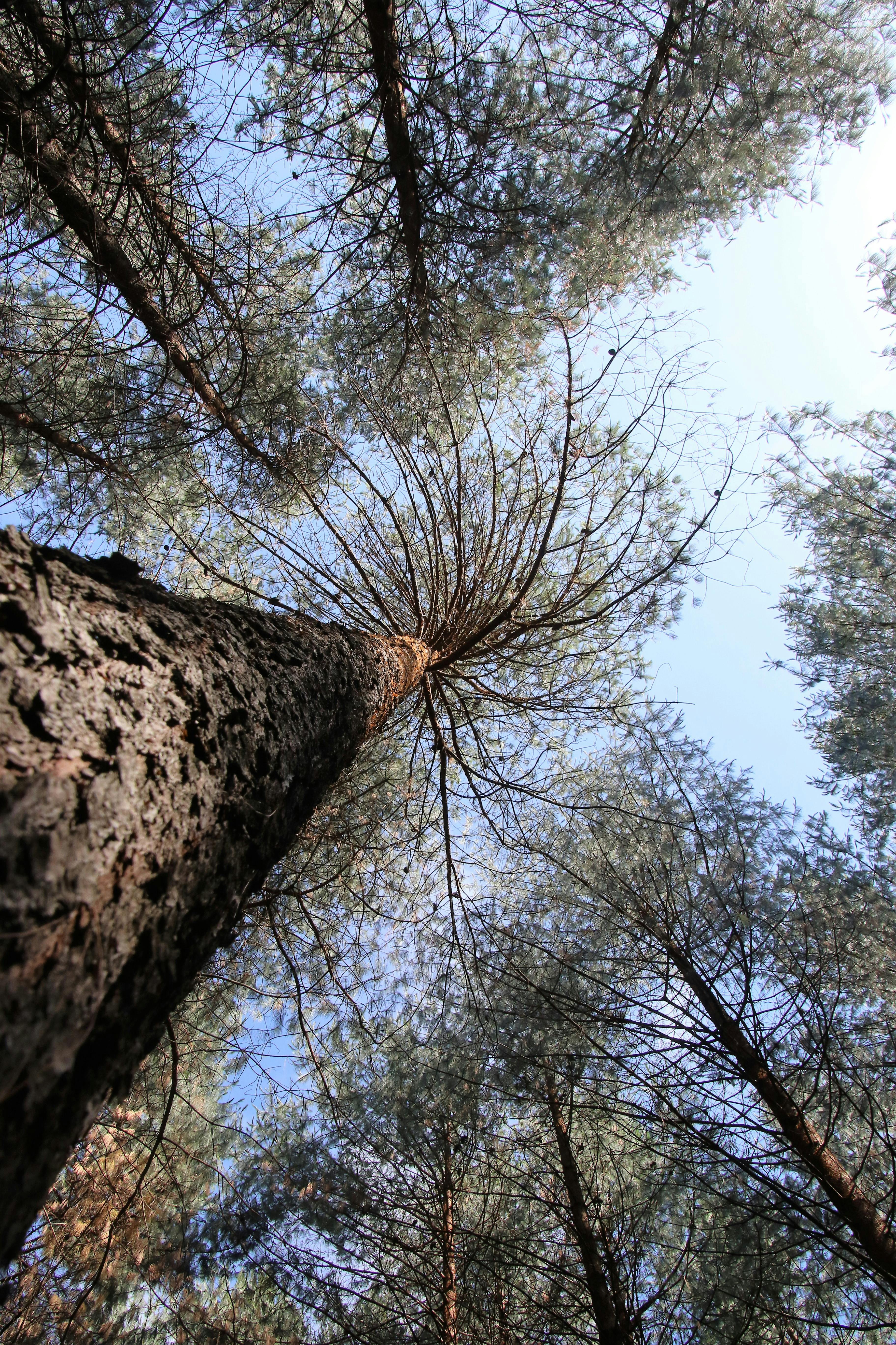 Ketojenik Diyet: Temel Rehber, Faydaları, Riskleri ve Uygulama İpuçları