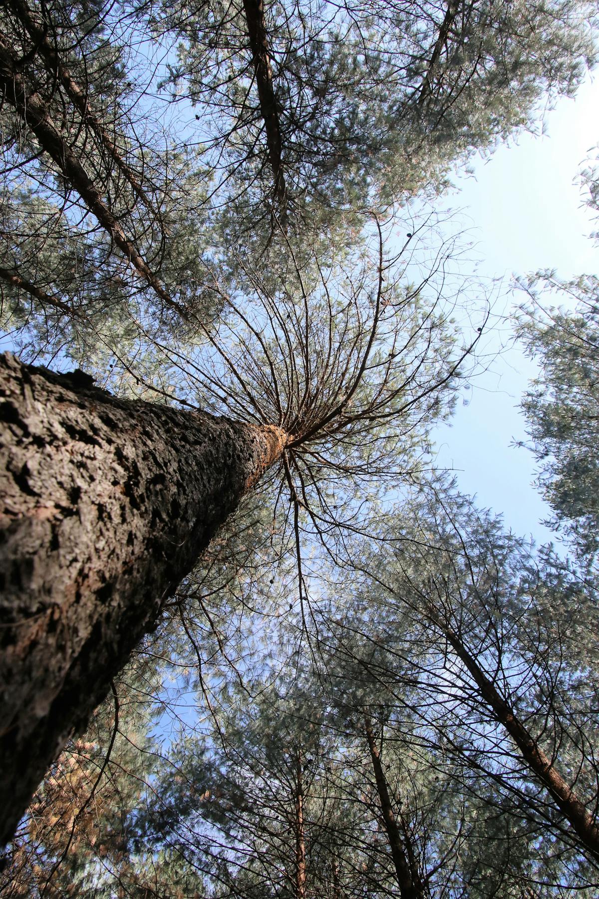 Haftalık Yemek Planlaması ve Beslenme Kutuları: Sağlıklı Yaşam İçin Pratik Çözümler