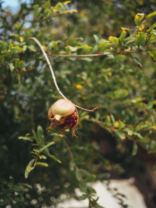 Free A ripe pomegranate fruit hanging from a tree amidst green leaves. Stock Photo