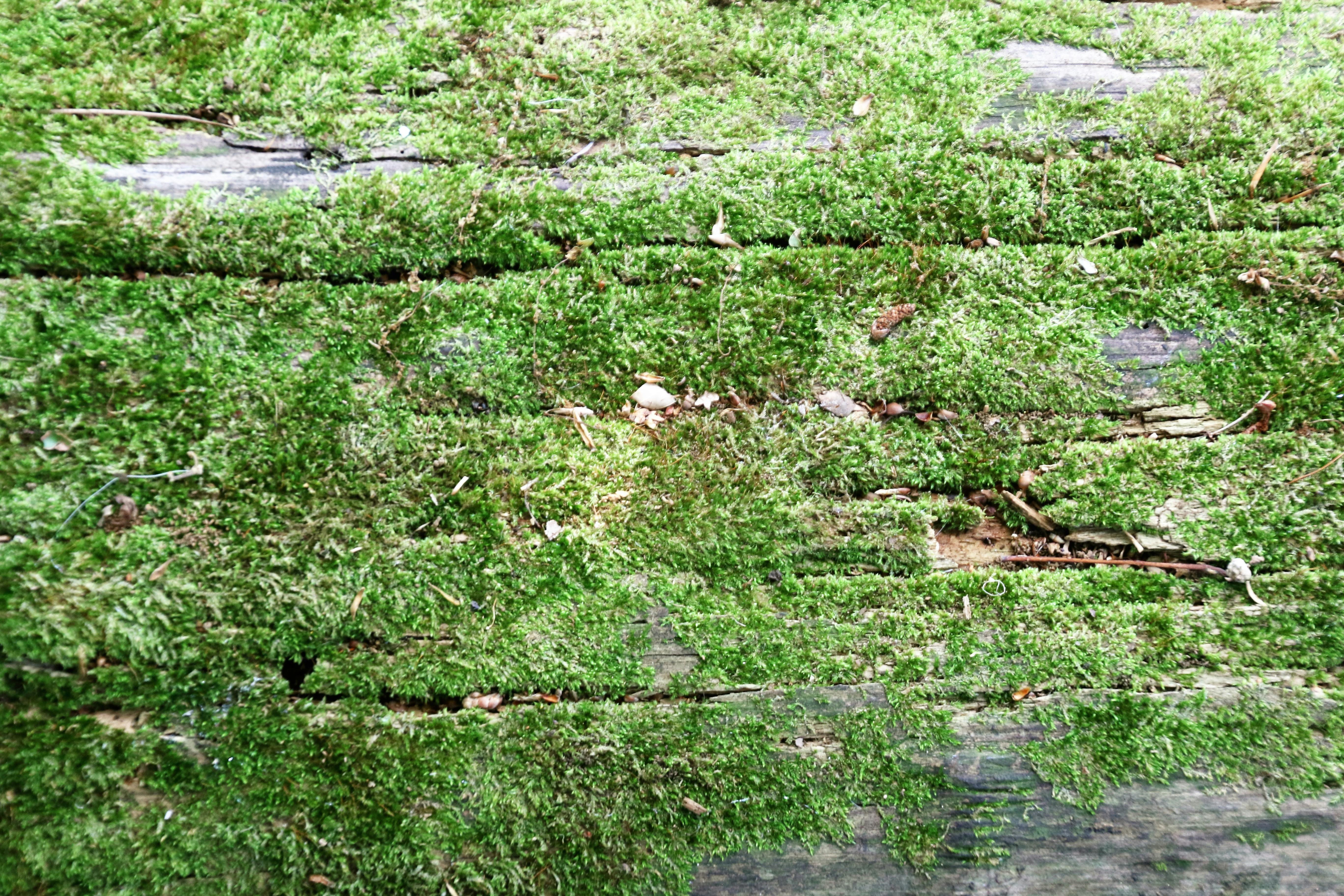 Free stock photo of background, green, moss