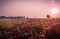 Grass Field