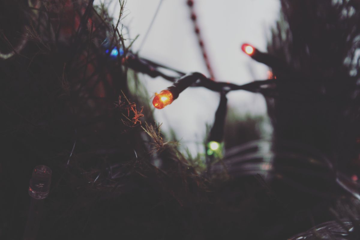 Colorful Christmas lights among dark green foliage