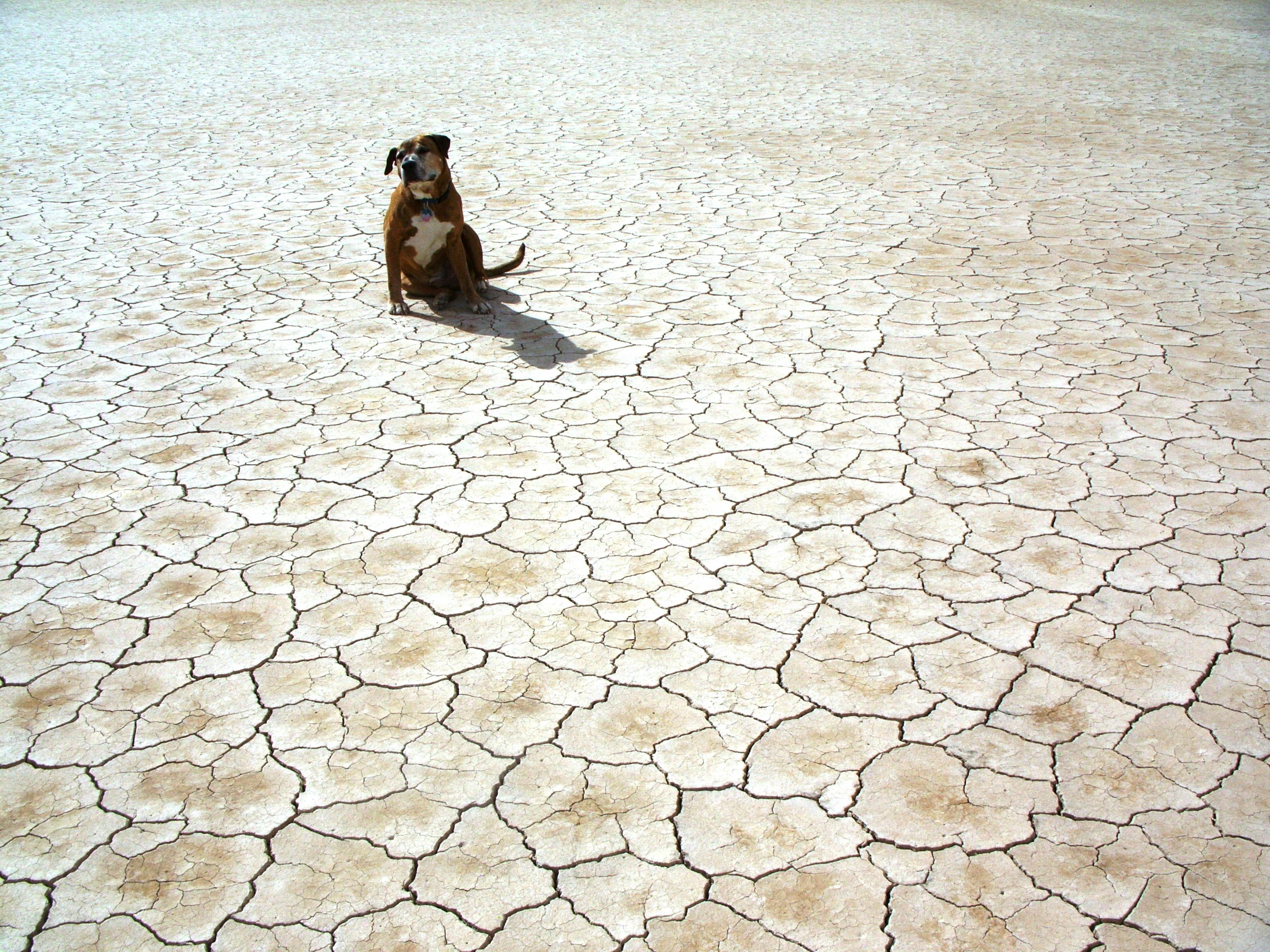 Dried ground texture, ground in the cracks, natural textures, desert,  drought concepts, HD wallpaper | Peakpx