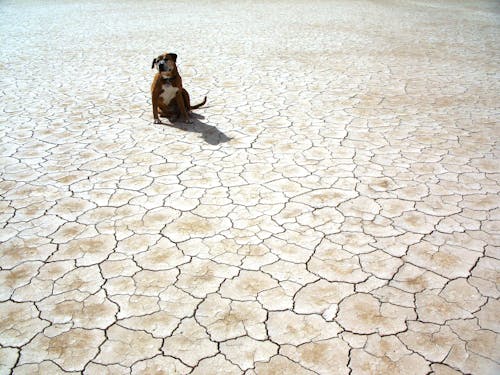 Fotografia De Cachorro Sentado No Chão