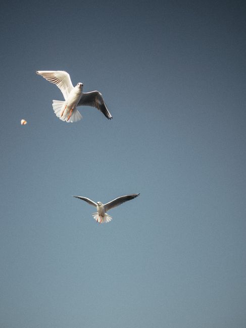 Elegant seagulls flying against a bright blue sky, symbolizing freedom and grace.