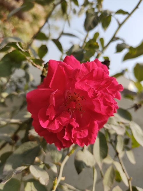 Free stock photo of beautiful flower, beautiful rose, red flower