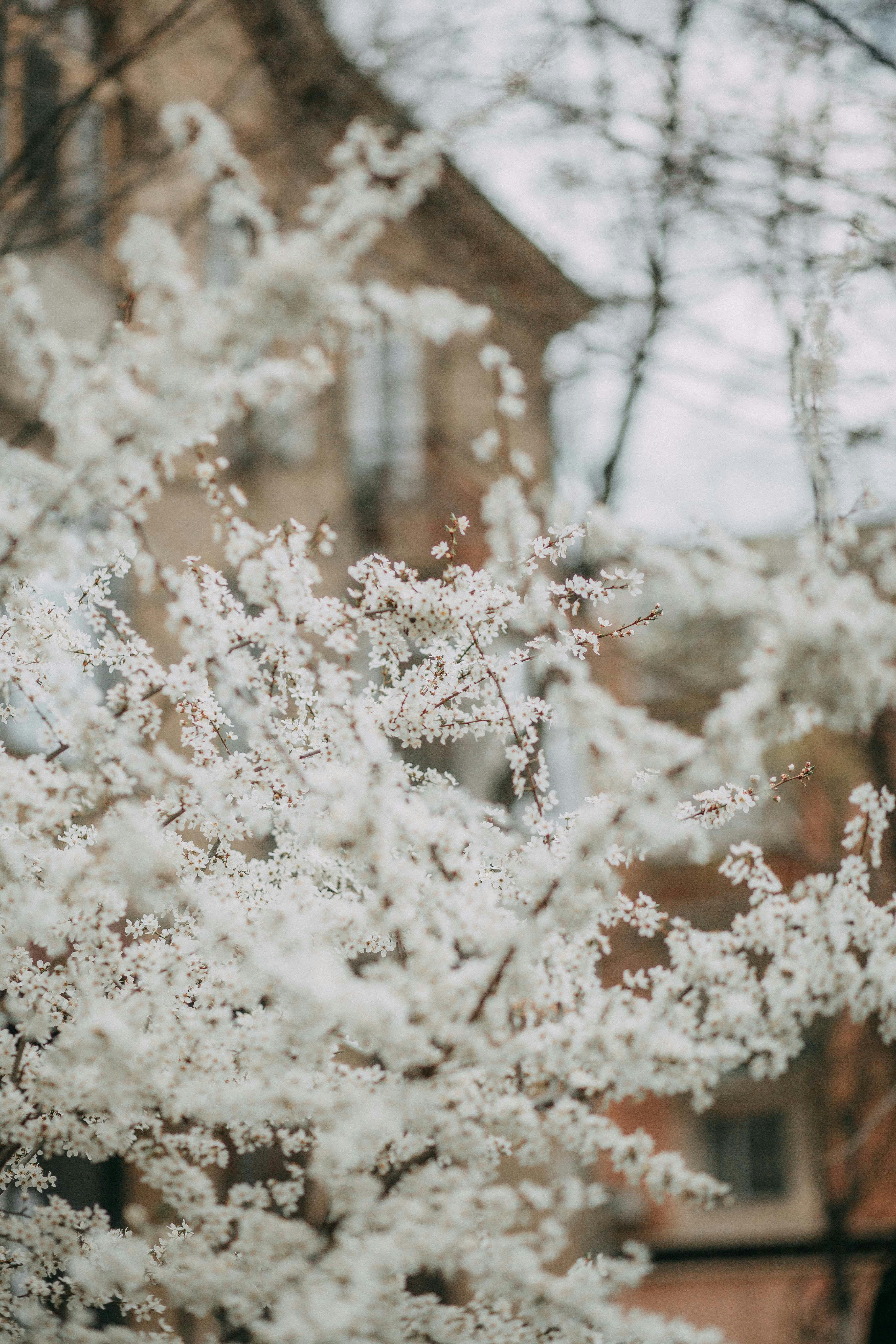 Blossoming shrub branch with small fragrant white flowers growing in daylight on blurred background