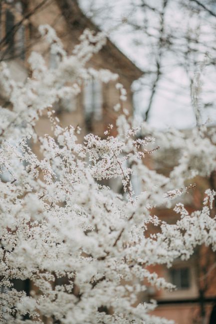 Blossoming shrub branch with small fragrant white flowers growing in daylight on blurred background